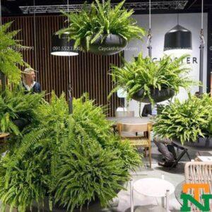 cây phòng tránh bệnh hô hấp