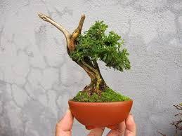 cây phù hợp làm bonsai