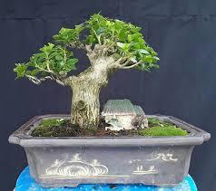 cây phù hợp làm bonsai