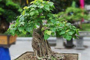 cây phù hợp làm bonsai