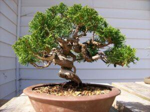 cây phù hợp làm bonsai