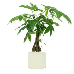 cây tăng năng lượng tích cực