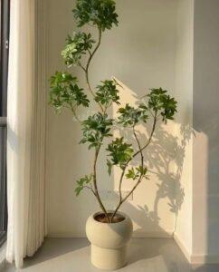 cây thu hút tài lộc