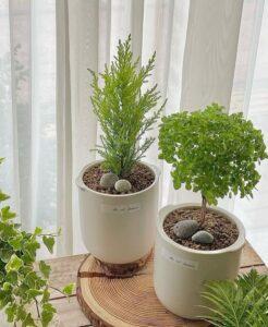 cây trong hành trình lớn lên