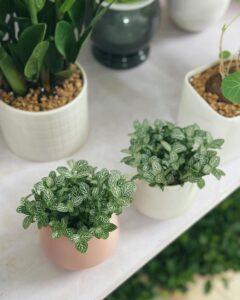 cây và khoảnh khắc yên bình