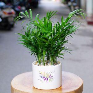 cây trong ngày mưa