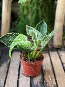 cây và cảm xúc