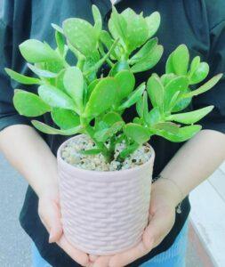 cây và nhịp sinh học