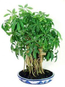 cây và nhịp sinh học