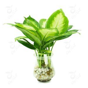 cây và nhịp sinh học