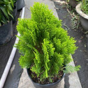 cây xanh với tâm lý học