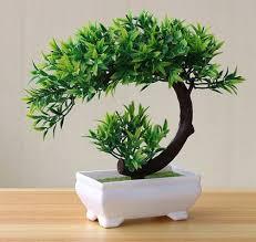 chăm sóc cây bonsai trong chậu