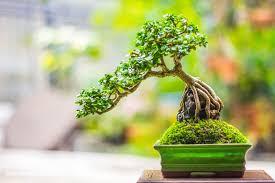 chăm sóc cây bonsai trong chậu