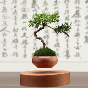 chăm sóc cây bonsai trong chậu