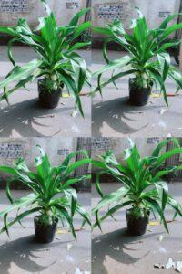 công dụng cây cảnh