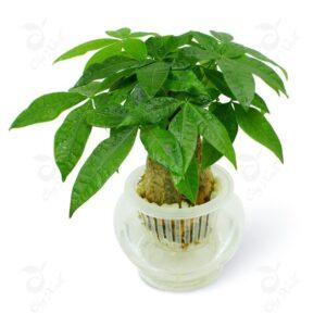 đặc điểm cây lá kim