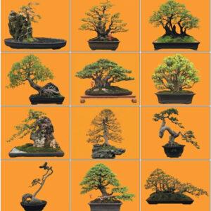 dáng bonsai phổ biến