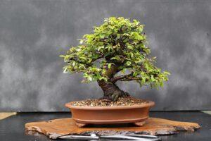dáng bonsai phổ biến