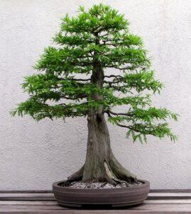 dáng bonsai phổ biến