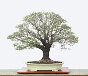dụng cụ cắt tỉa bonsai