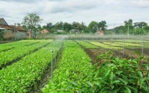 hệ thống tưới tự động 