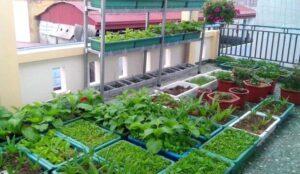 không gian nhỏ vẫn làm vườn được