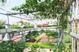 kiến thức làm vườn cơ bản