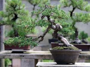 kỹ thuật tạo hình bonsai