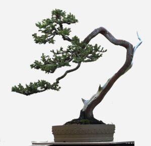 kỹ thuật tạo hình bonsai