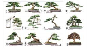 kỹ thuật tạo hình bonsai