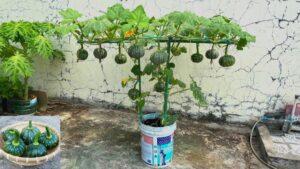 làm vườn không hóa chất