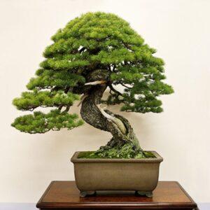 lịch sử nghệ thuật bonsai