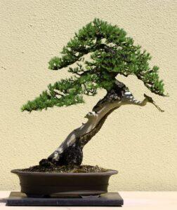 lịch sử nghệ thuật bonsai