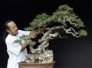 nghệ nhân bonsai Việt Nam