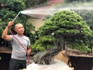 nghệ nhân bonsai Việt Nam