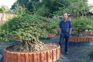 nghệ nhân bonsai Việt Nam