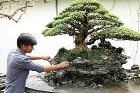 nghệ nhân bonsai Việt Nam