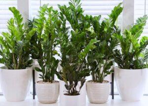nguồn gốc cây cảnh phổ biến