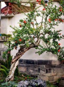 nhật ký trồng cây