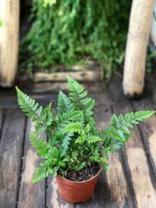 nhật ký trồng cây