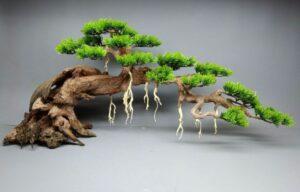 phân biệt bonsai thật và giả