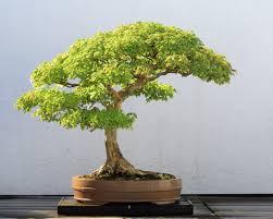 phân biệt bonsai thật và giả