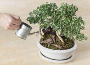 phân biệt bonsai thật và giả