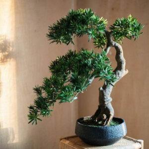 cây bonsai mini để bàn