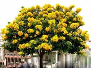 phân loại cây cảnh