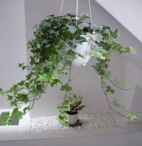 phân loại cây cảnh