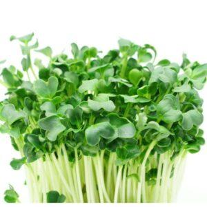 rau dễ trồng tại nhà