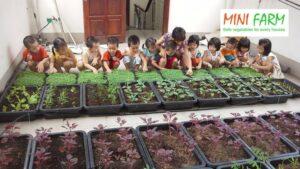 rau sạch cho trẻ nhỏ