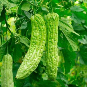 rau sạch hữu cơ