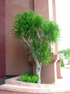 sai lầm khi chọn cây cảnh